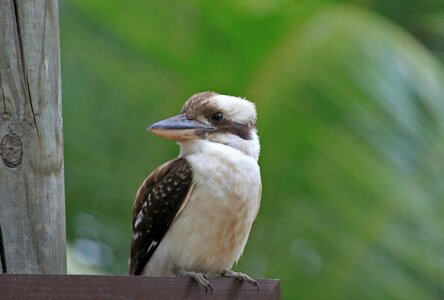 Australia lachender hans plumage photo