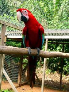 Red green perched photo