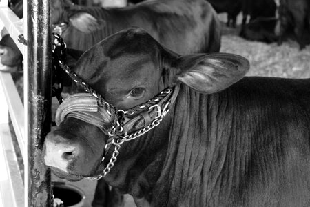 Cattle farm animal photo