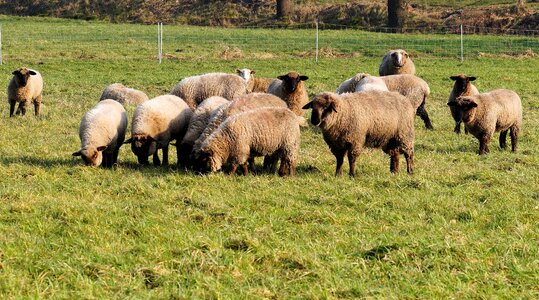 Wool flock of sheep nature