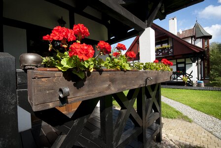 Holiday flowers house