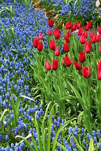 Colorful flora flower