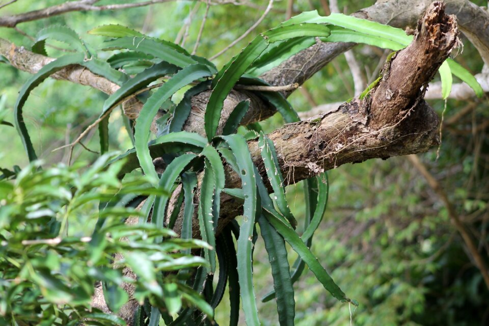 Tribe epiphyte succulent