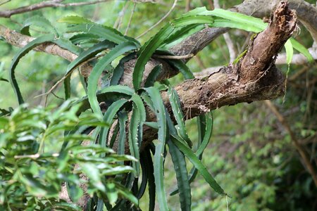 Tribe epiphyte succulent