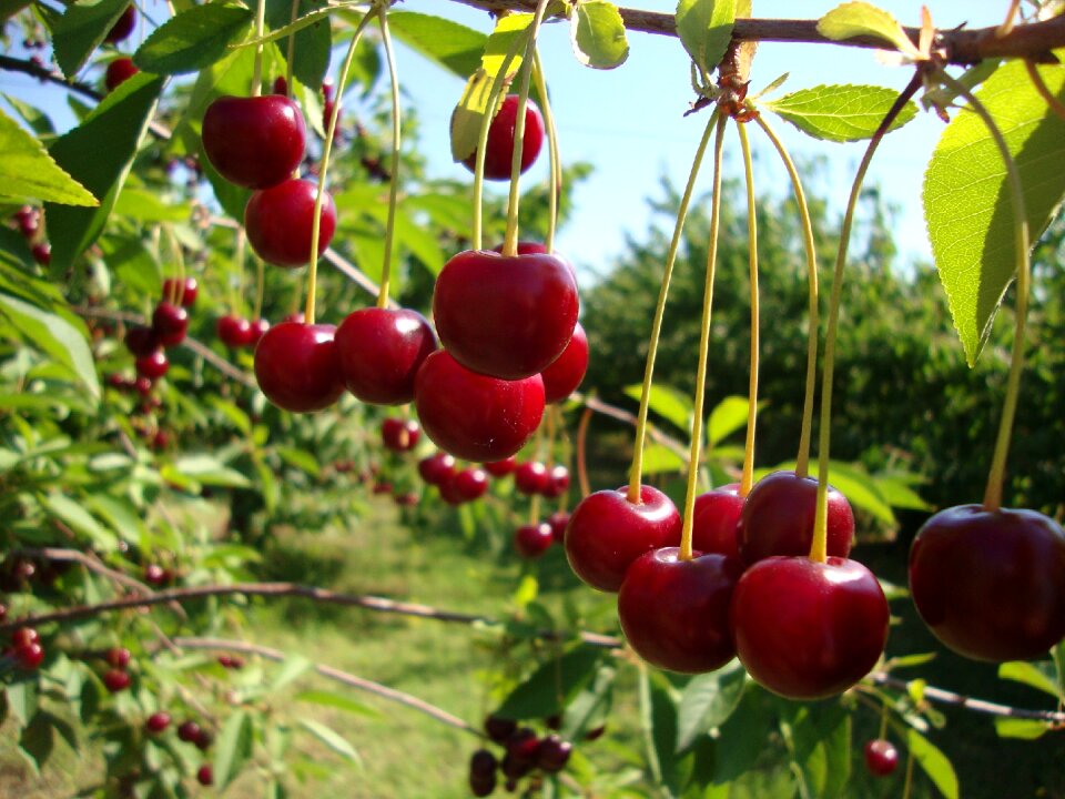 Fruits red fruit