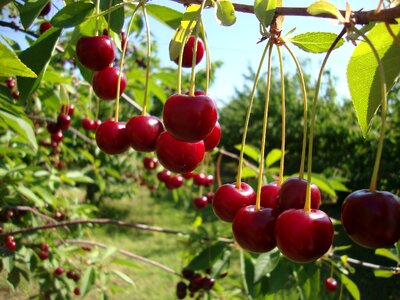 Fruits red fruit