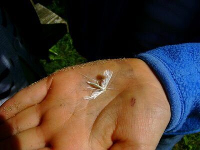 Dead butterfly hand