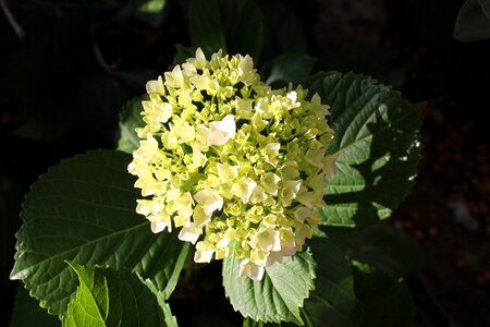 Plant garden flowers