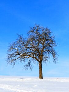 Nature wintry landscape