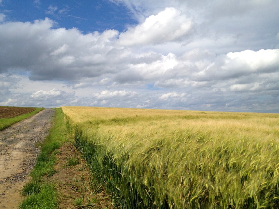 Grass heaven clouds