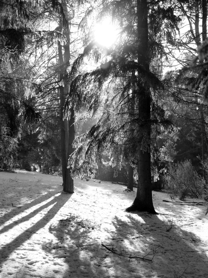 Conifer fir tree frozen