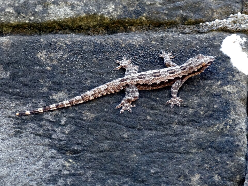 Lizard wall pierre
