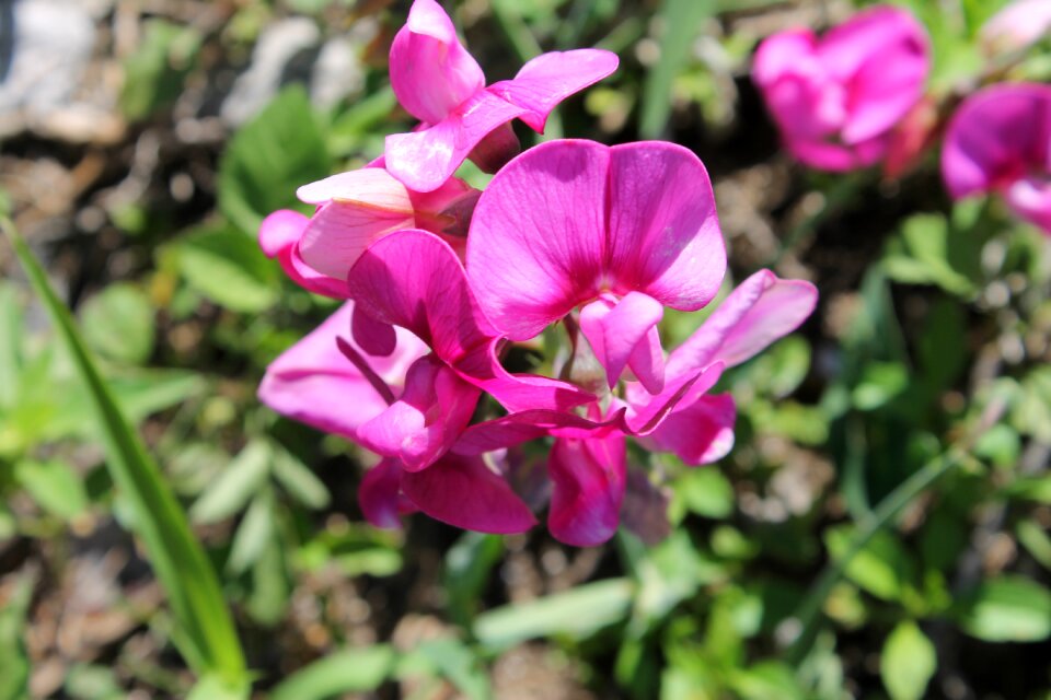 Nature plant garden