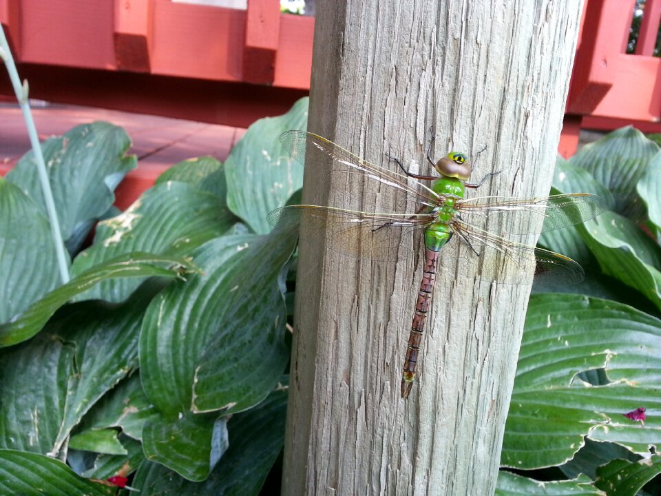 Bug green