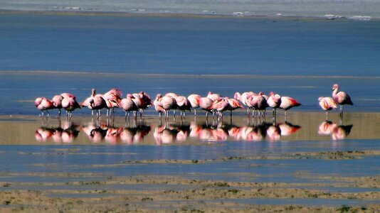 Flamingos andes birds