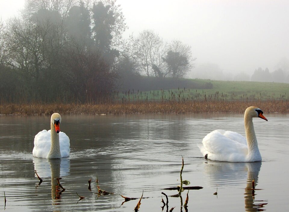 Pond winter