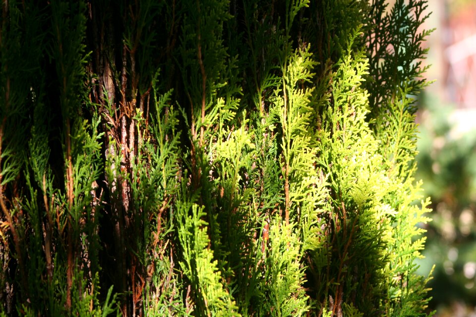 Tree trees plant