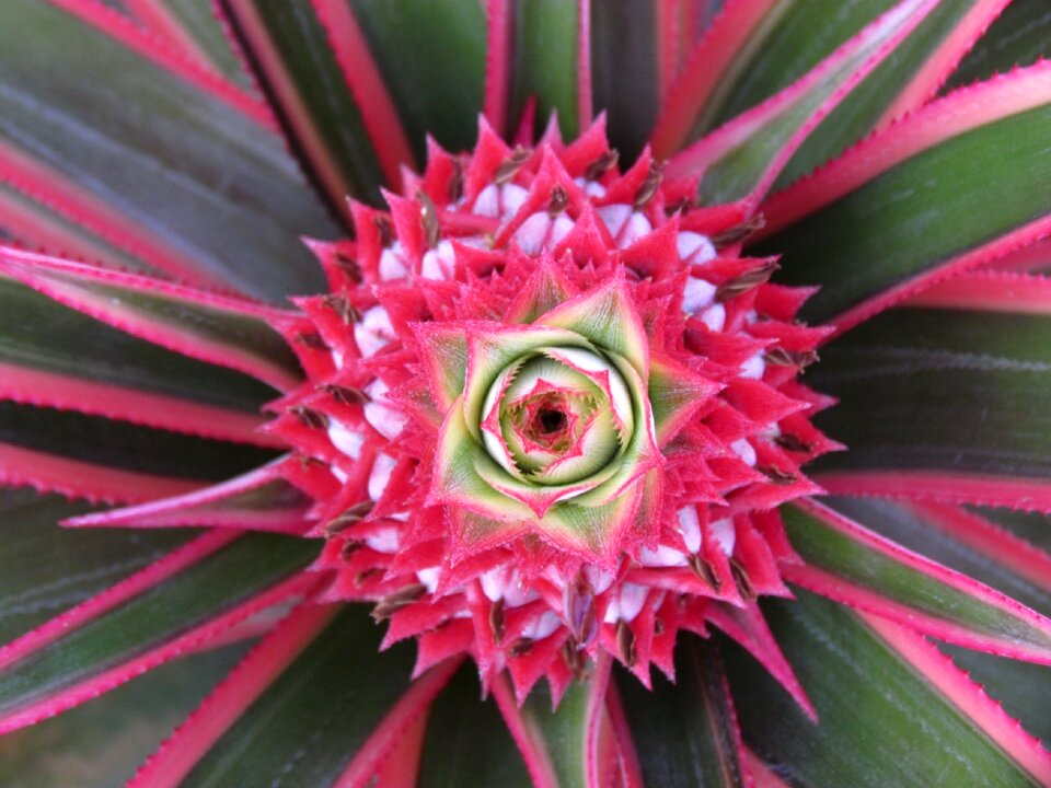 Pink fruit tropical