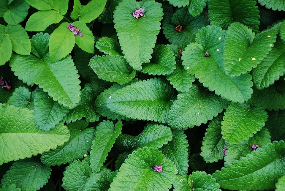 Botanical organic botany