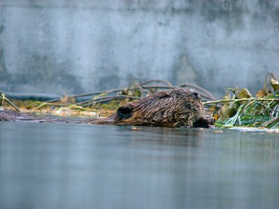 Floats animals gnaw