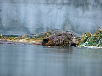 Floats animals gnaw photo