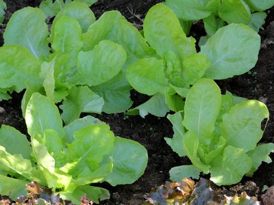 Nature food plants