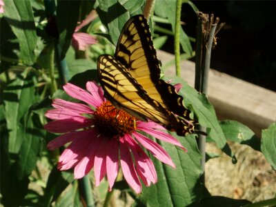 Echinacea garden yellow