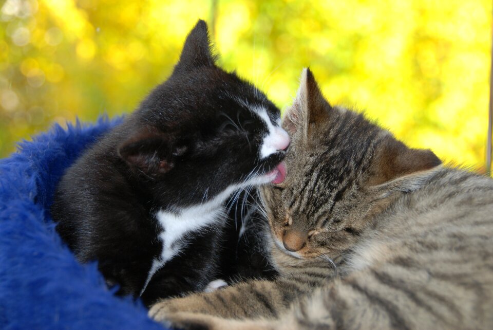 Pet cat clean