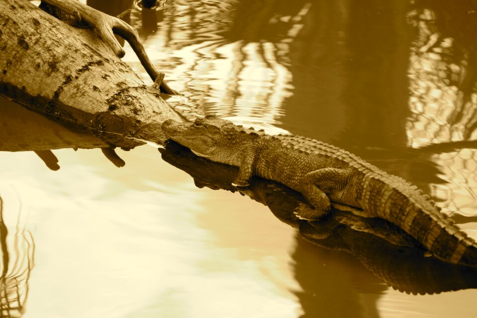 Animal nature wildlife
