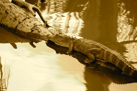 Animal nature wildlife