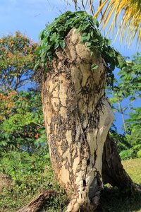 Root fouling bark photo