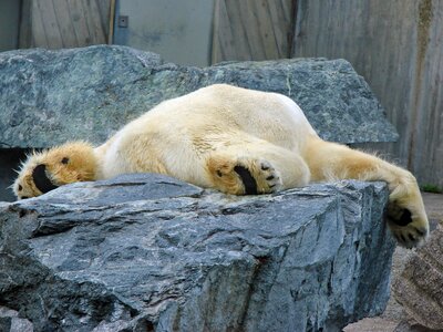 Lazy zoo sleep