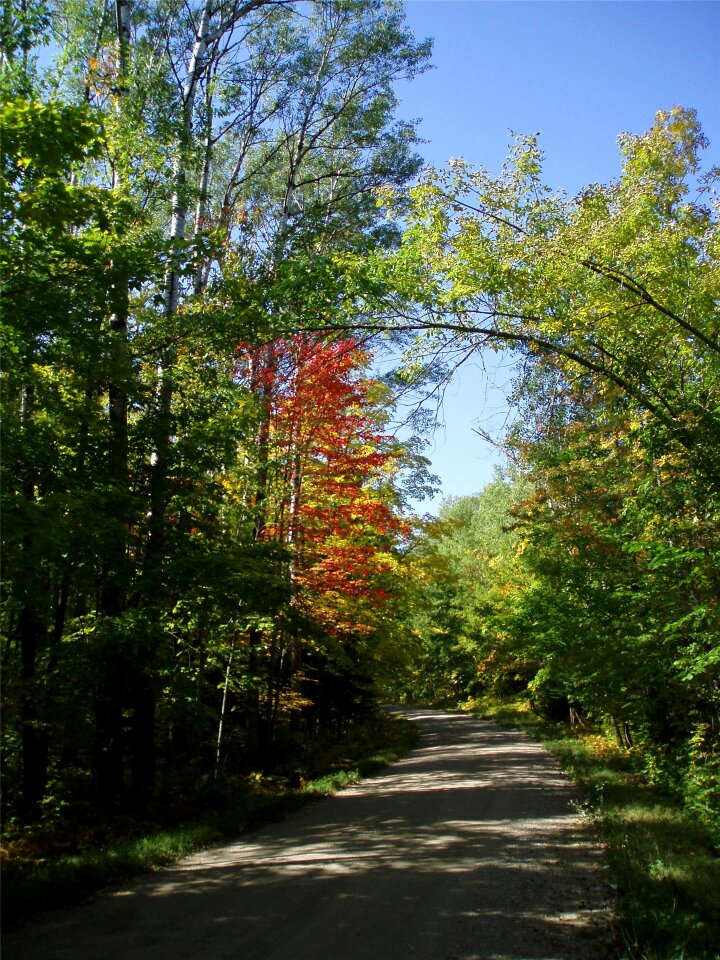 Autumn forest scenery