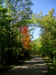 Autumn forest scenery