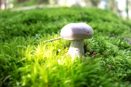 Forest champion moss