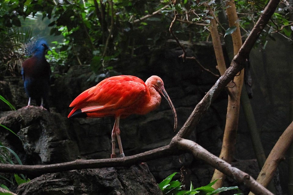 Eudocimus tropical fauna