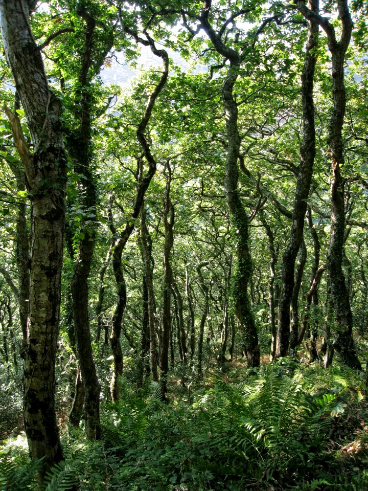 Dappled landscape gnarled