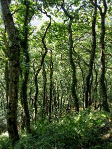 Dappled landscape gnarled