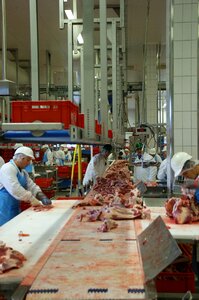Slaughterhouse butcher beef