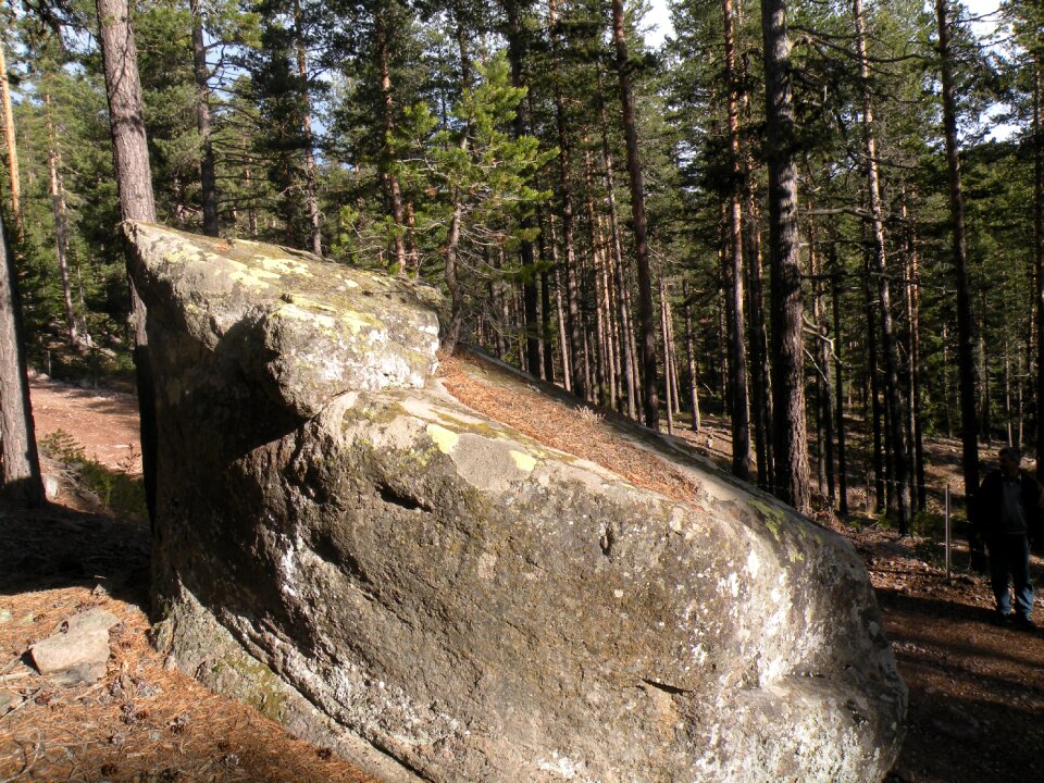 Nature stone tree