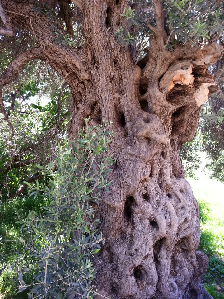 Tribe greece grain