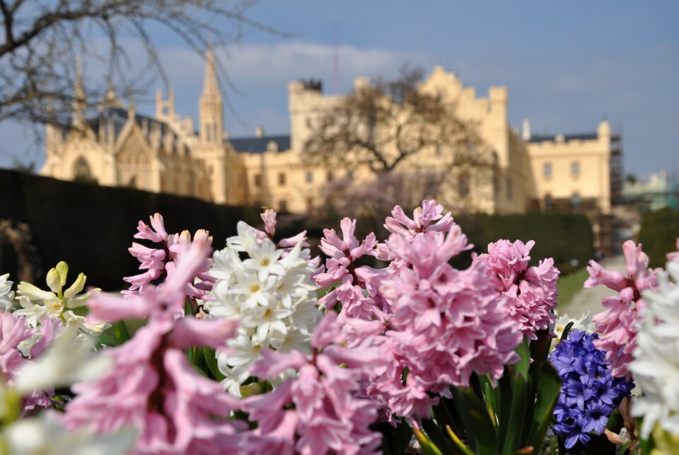 Flower flowering castle