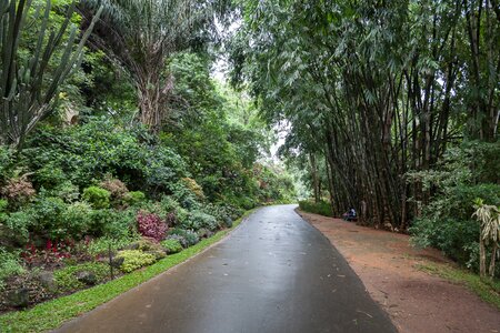 Bamboo park landscape