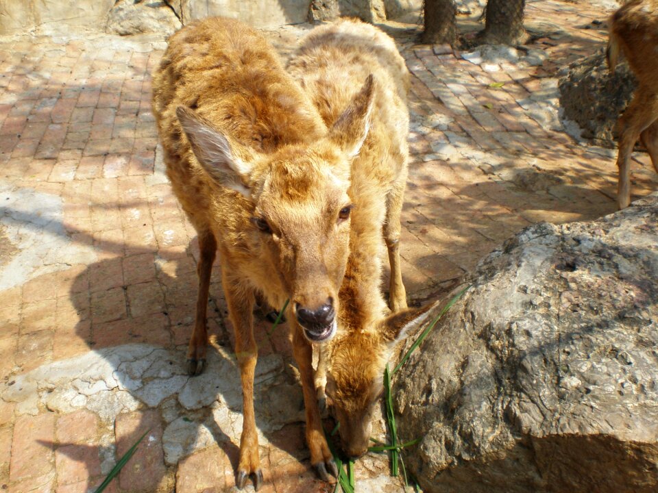China donkey animal
