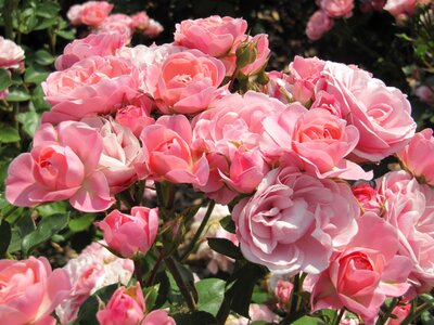 Blossom bloom rosebush