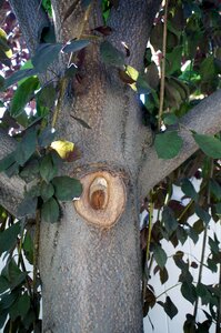 Green branch nature