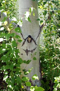 Green branch nature