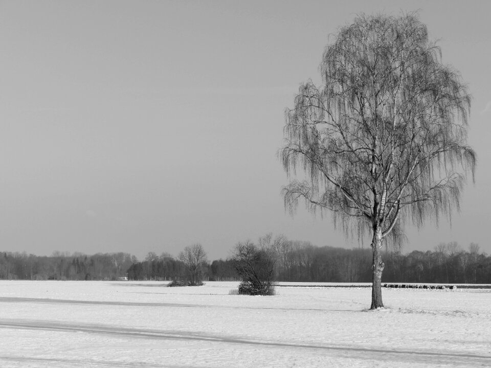 Nature snow landscape