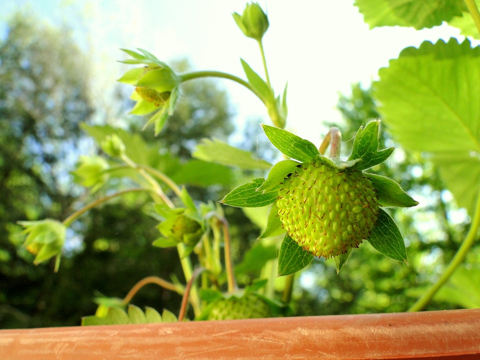 Fruit growing buds