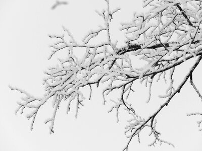 Branches branch frost photo